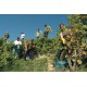 Ψαλίδα κλαδέματος για χρήση με ένα χέρι FELCO 300