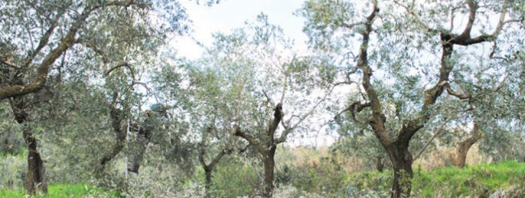 Πότε και πώς γίνεται το κλάδεμα της ελιάς (+video)
