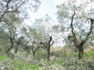 Πότε και πώς γίνεται το κλάδεμα της ελιάς (+video)