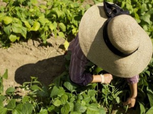 Νέο πρόγραμμα αγροτικών φωτοβολταϊκών, κάλυψη έως 80% κόστους εγκατάστασης